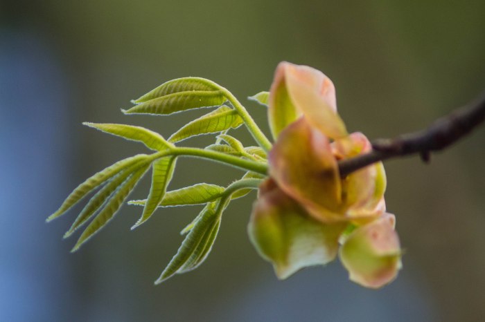 Houston Arboritum-1-7