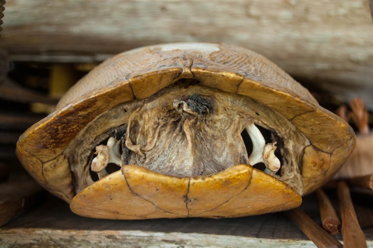 Shell Minus the Turtle