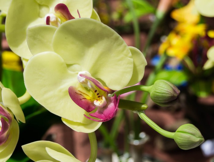 2013 Japan Festival-1-17