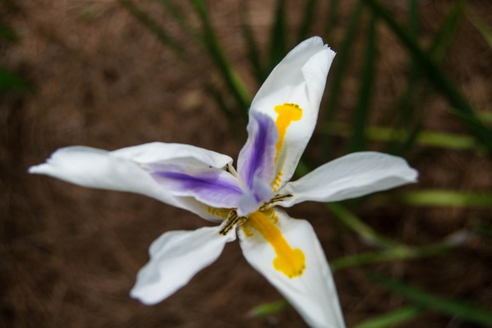2013 Japan Festival-1-19