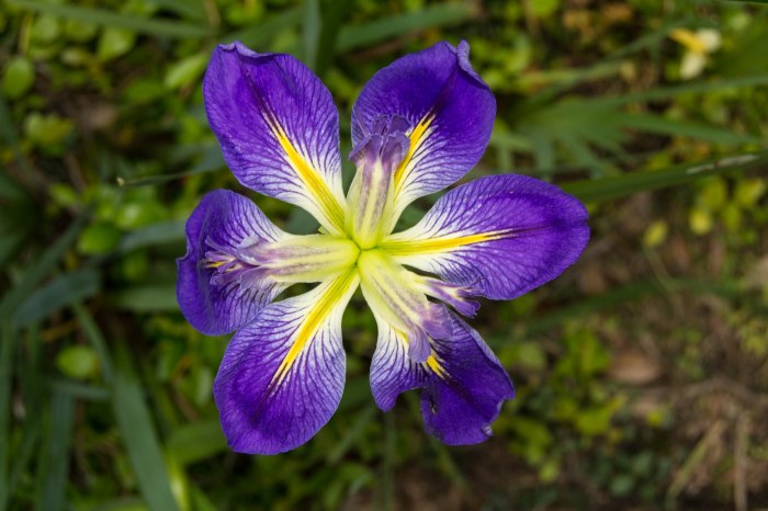 2013 Japan Festival-1-20