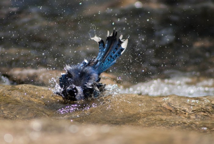 2013 Japan Festival-1-29