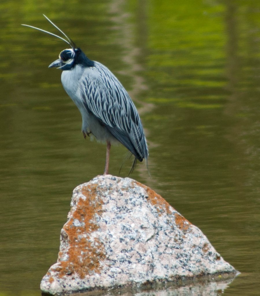 2013 Japan Festival-1-32
