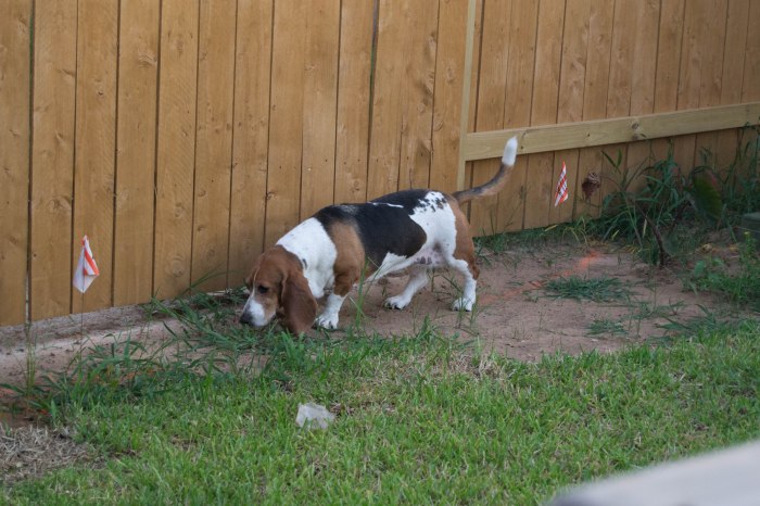 Freda checking the fence line